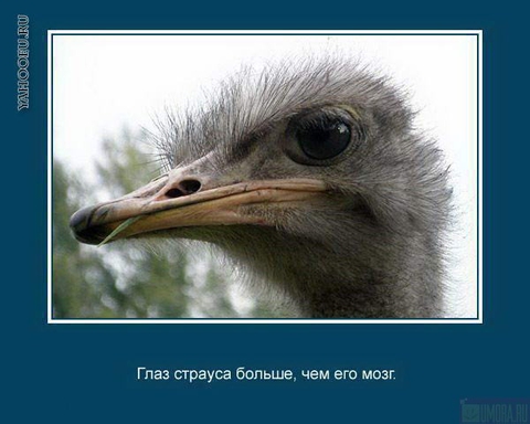 Интересные факты о животных_3