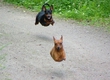 Flying Dogs!