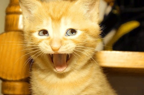 Happy