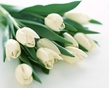 Белые тюльпаны - символ нежности