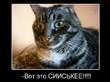 Коты всё понимают.... =))))