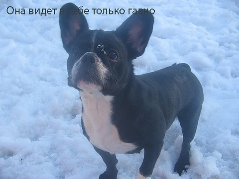 сууукааа :))))) у меня такой-же дома цмырдяй носится :)