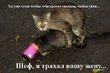 Happy cat
