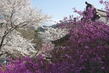 Sakura_Gardens