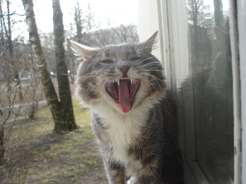 Мой котяра. Wazzzaaaap? :D