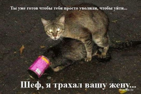 Happy cat