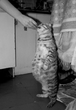 cat from latvia 