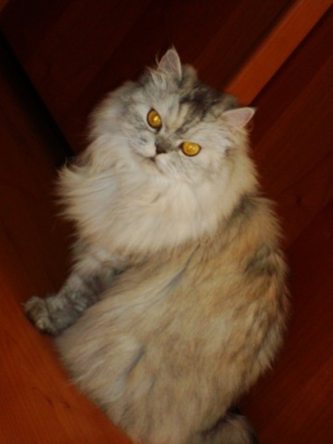 Джульетта