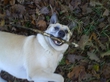 My Blood Dog ;D