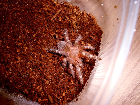 A. geniculata - тож жрёт!