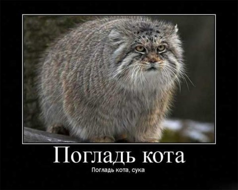 Какой кот самый красивый?
