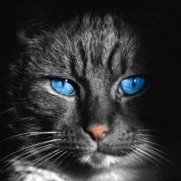 Какой кот самый красивый?