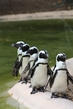 Пингвины :)