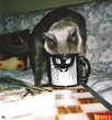КоТ