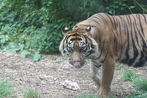 ZOO