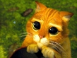 shrek_cat