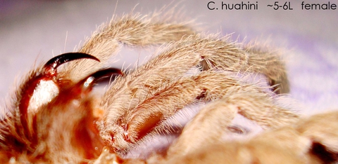 Chilobrachys huahini. самое гланое не в фокусе( стопудовая самка