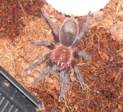 Brachypelma vagans