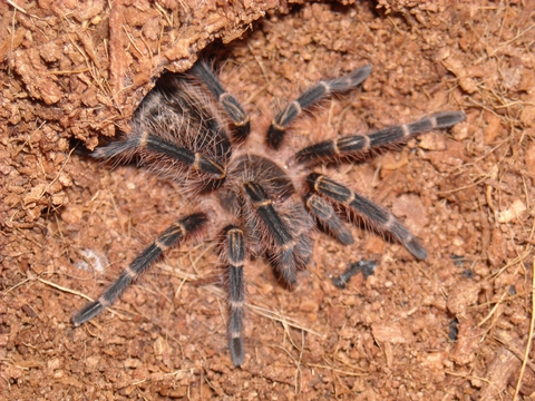 G. aureostriata L6