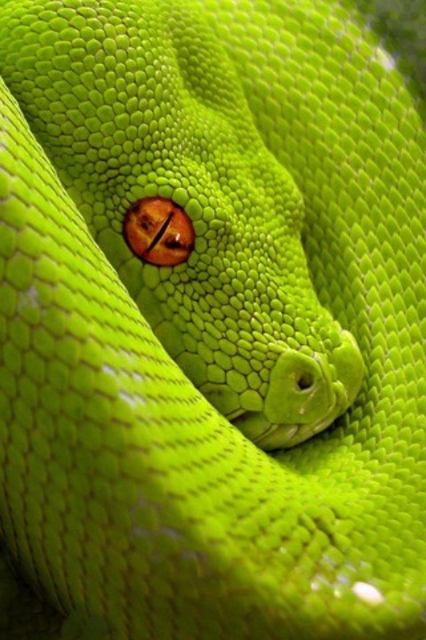 Morelia (Chondropython) viridis (Schlegel, 1872) <3