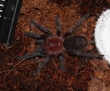  Brachypelma vagans
