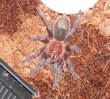 Brachypelma vagans