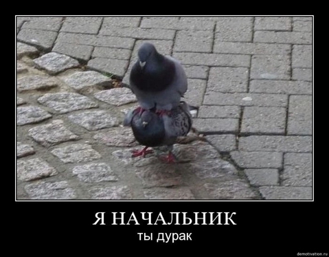Дедовщина