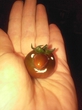 Мой помидор с грядки :)