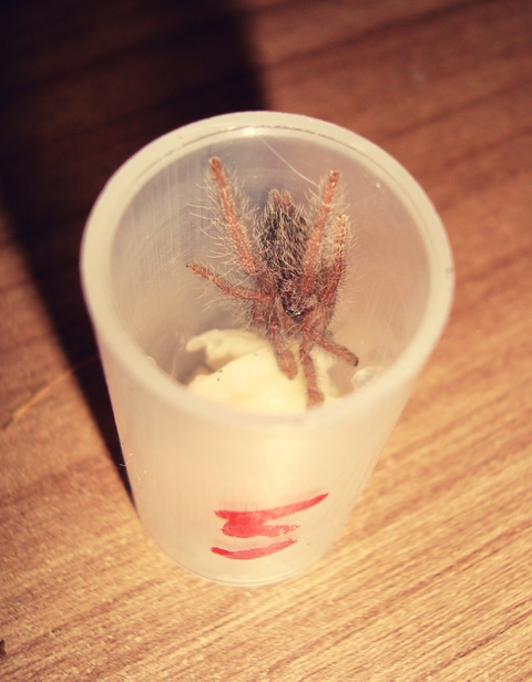 Stromatopelma calceatum 1/2L