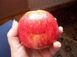 Такое яблоко выросло на огороде )))