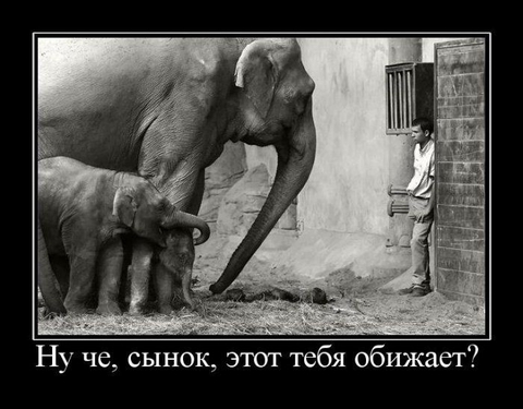 Слоны