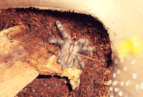 Poecilotheria fasciata 2L