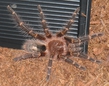 G. aureostriata 16.10.09