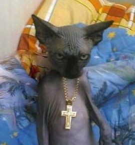 Котоиерей