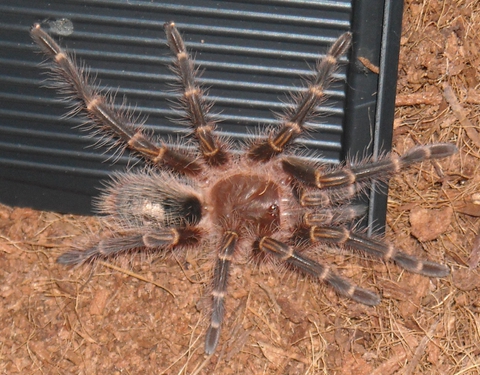 G. aureostriata 16.10.09