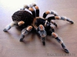 brachypelma smithi  Любимый вид паучков 8)