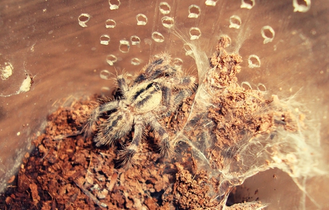 Poecilotheria fasciata