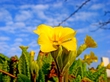 Flower 4