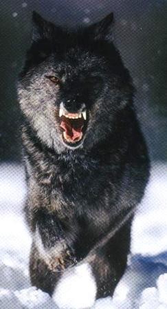 Wolf