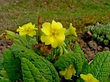 Flower 5