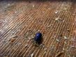 Bugie 2