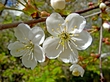 Flower 3