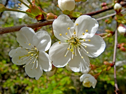 Flower 3