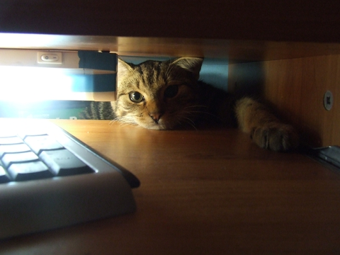 някающий кот