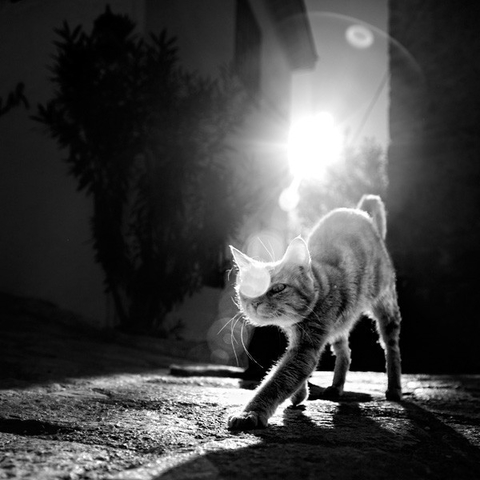 Котейка.