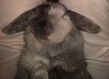 мой спящий кроль