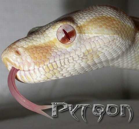 Pytqon