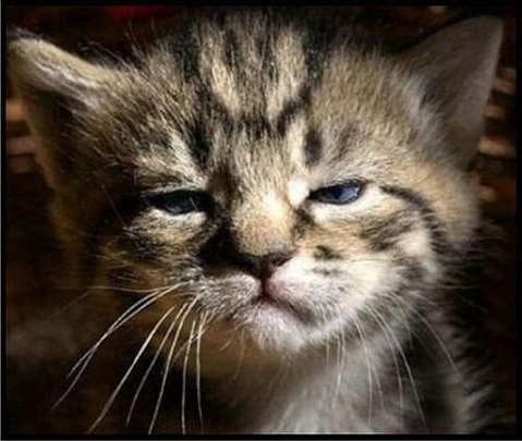 Ты заставляешь Котэ скучать :/