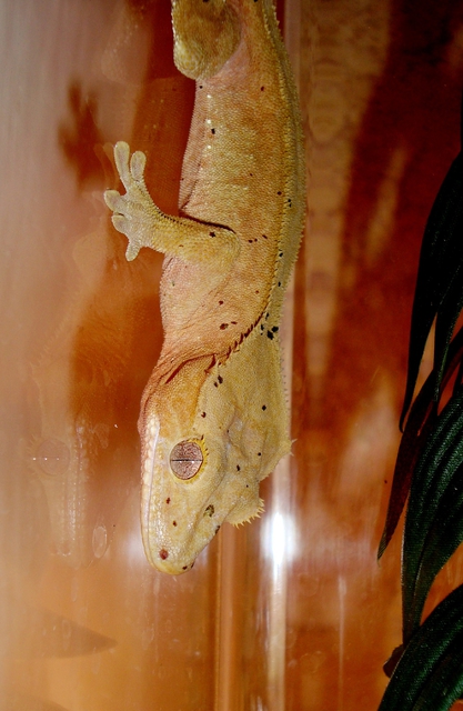 Rhacodactylus ciliatus male