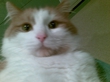 мой котЭ :DDD